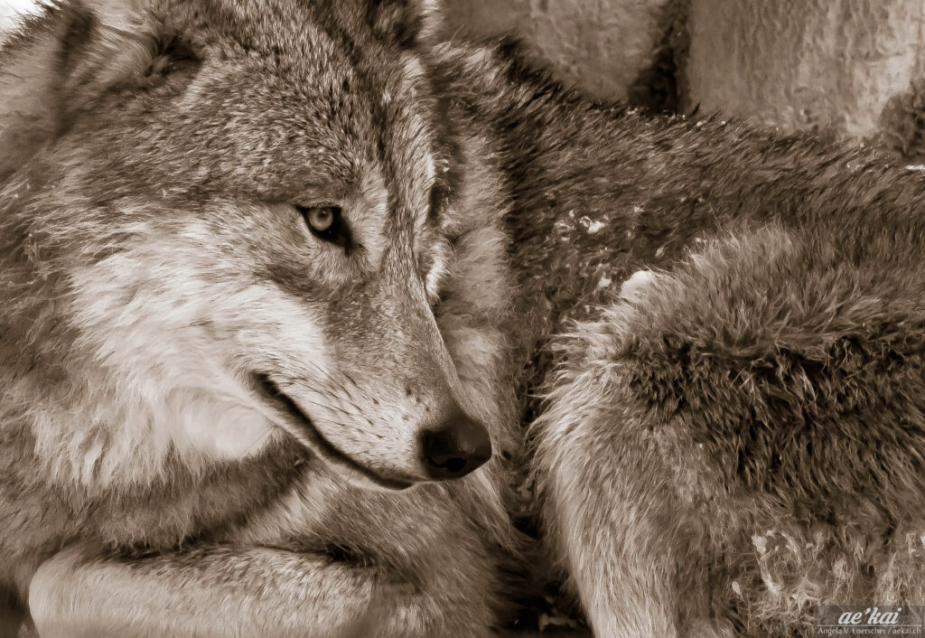Sepia-colored picture of a Mongolian Wolf
