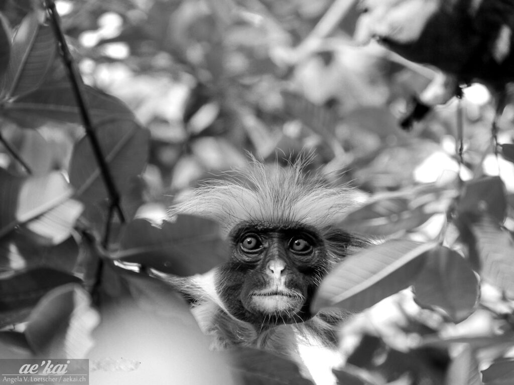 Black-and-white photo of Piliocolobus kirkii aka Zanzibar Red Colobus Monkey
