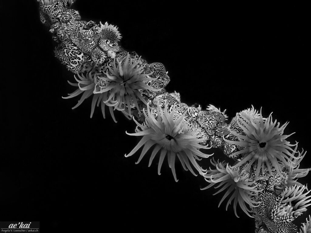 Black-and-white photo of Nemanthus annamensis aka Gorgonian Wrapper