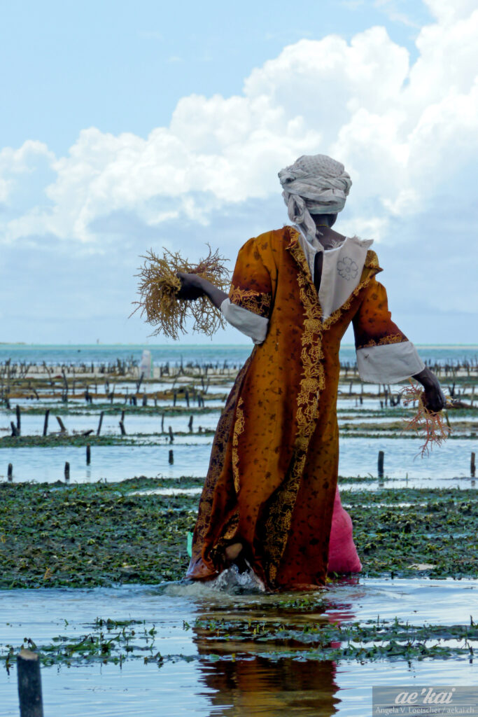 Seagrass Worker in Zanzibar