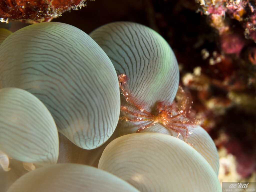 Achaeus japonicus; Orangutan Crab; Orang-Utang-Krabbe; orangutan crab sitting in mushroom coral; Bohol, Philippines