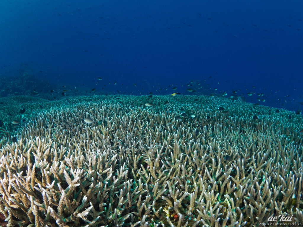 Enormous field of Acropora sp.; Enormous field of Staghorn Coral