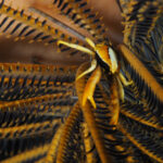 Allogalathea babai; Baba's Crinoid Squat Lobster; Federstern-Springkrebs, yellow-white-black squat lobster in feather star