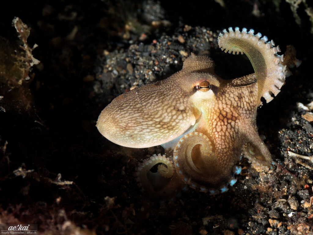 Coconut Octopus spreading its tentacles