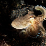 Coconut Octopus spreading its tentacles