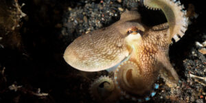 Coconut Octopus spreading its tentacles