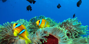 Amphiprion bicinctus 1