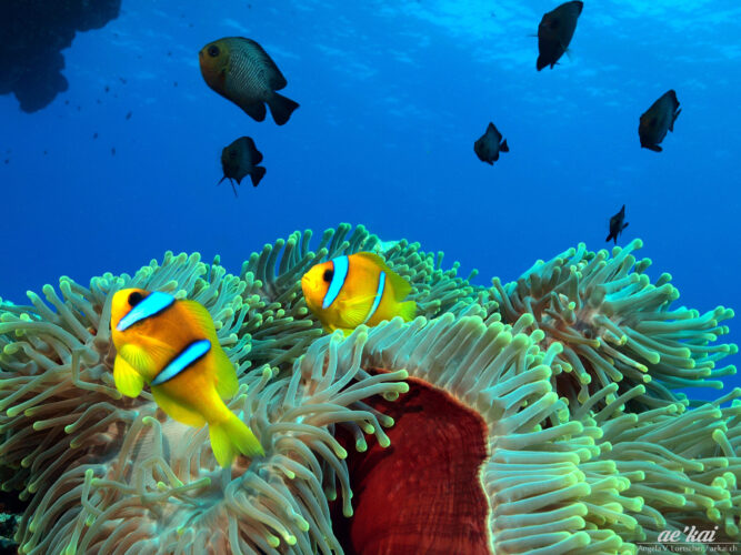 Amphiprion bicinctus 1