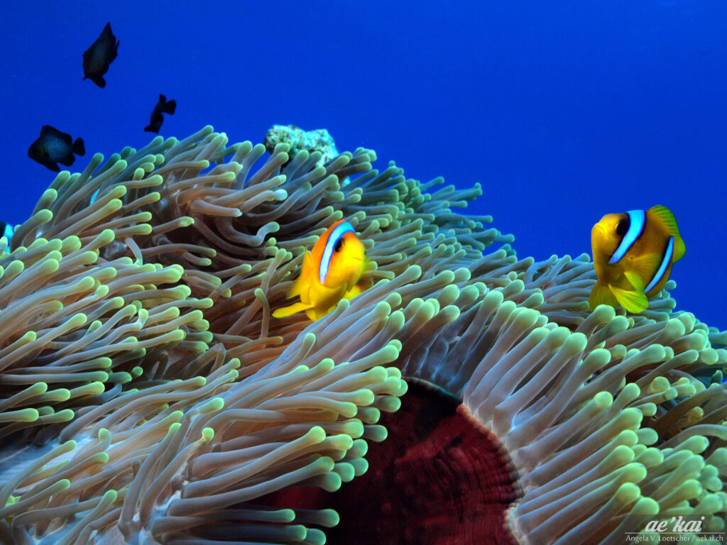 Red Sea Clownfish (Amphiprion bicinctus) on magnificent anemone