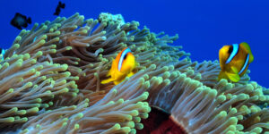 Red Sea Clownfish (Amphiprion bicinctus) on magnificent anemone