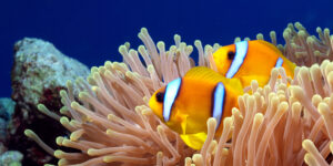 Pair of Red Sea Clownfish (Amphiprion bicinctus) on magnificent anemone