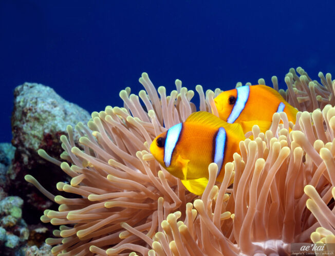 Pair of Red Sea Clownfish (Amphiprion bicinctus) on magnificent anemone
