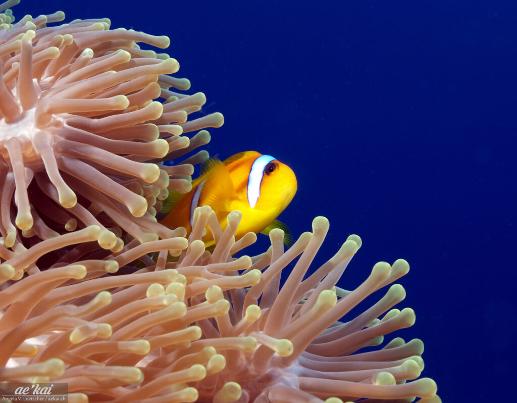 A Red Sea Clownfish (Amphiprion bicinctus) on magnificent anemone