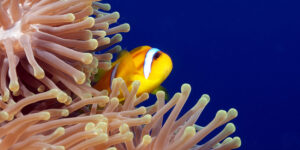 A Red Sea Clownfish (Amphiprion bicinctus) on magnificent anemone