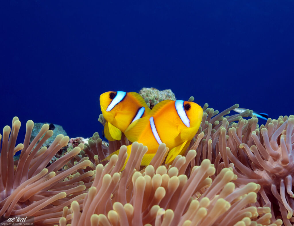 Pair of Red Sea Clownfish (Amphiprion bicinctus) on magnificent anemone