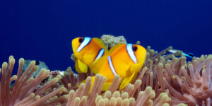 Pair of Red Sea Clownfish (Amphiprion bicinctus) on magnificent anemone