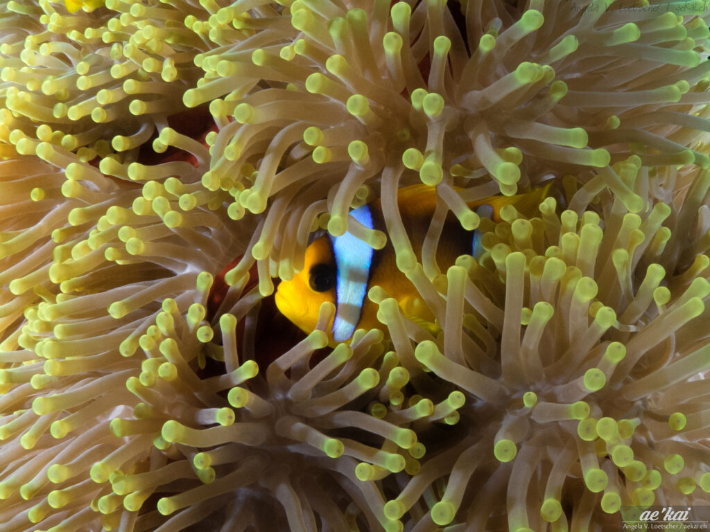 A well hidden Red Sea Clownfish (Amphiprion bicinctus) on magnificent anemone