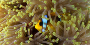 A well hidden Red Sea Clownfish (Amphiprion bicinctus) on magnificent anemone