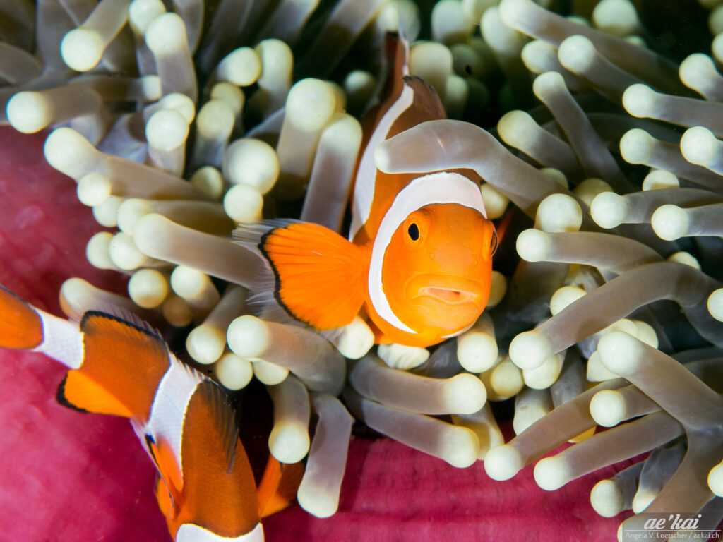 Amphiprion ocellaris on Magnificent Anemone