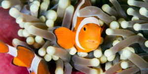 Amphiprion ocellaris on Magnificent Anemone