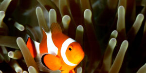 Orange colored Western Anemonefish (Amphiprion ocellaris) on Anemone