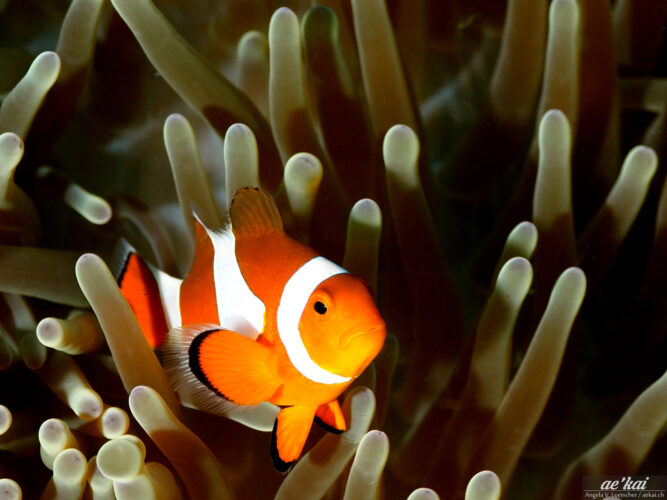 Orange colored Western Anemonefish (Amphiprion ocellaris) on Anemone