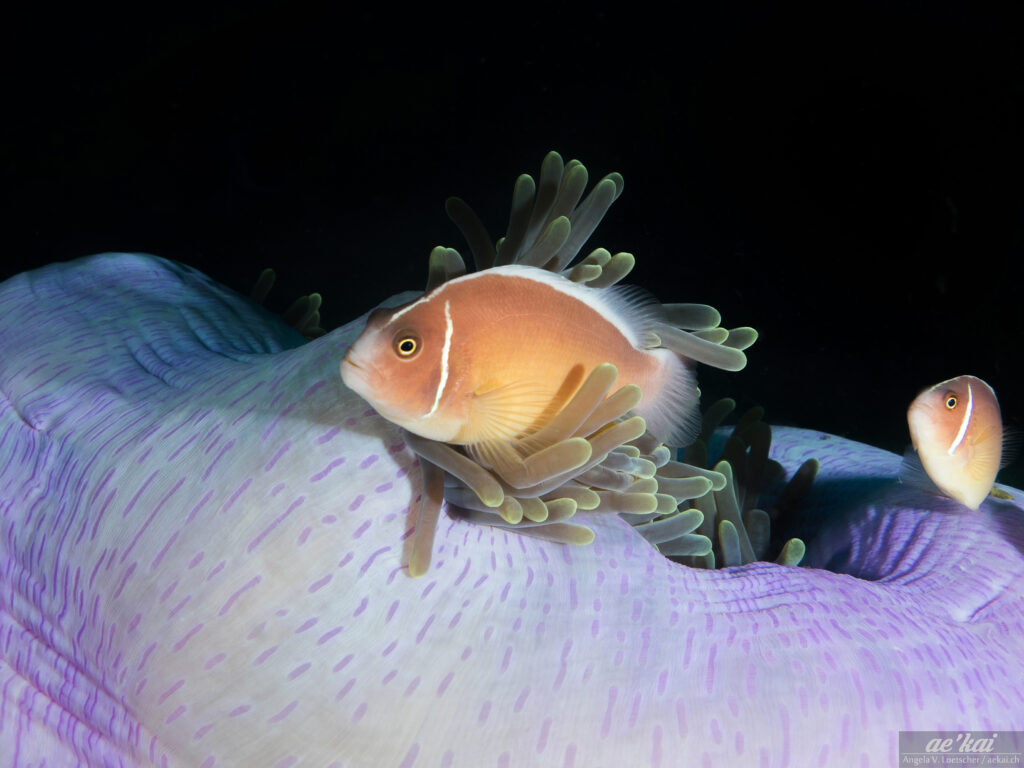 Two Pink Anemonefish (Amphiprion perideraion) on almost closed anemone