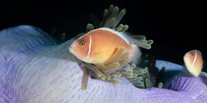 Two Pink Anemonefish (Amphiprion perideraion) on almost closed anemone