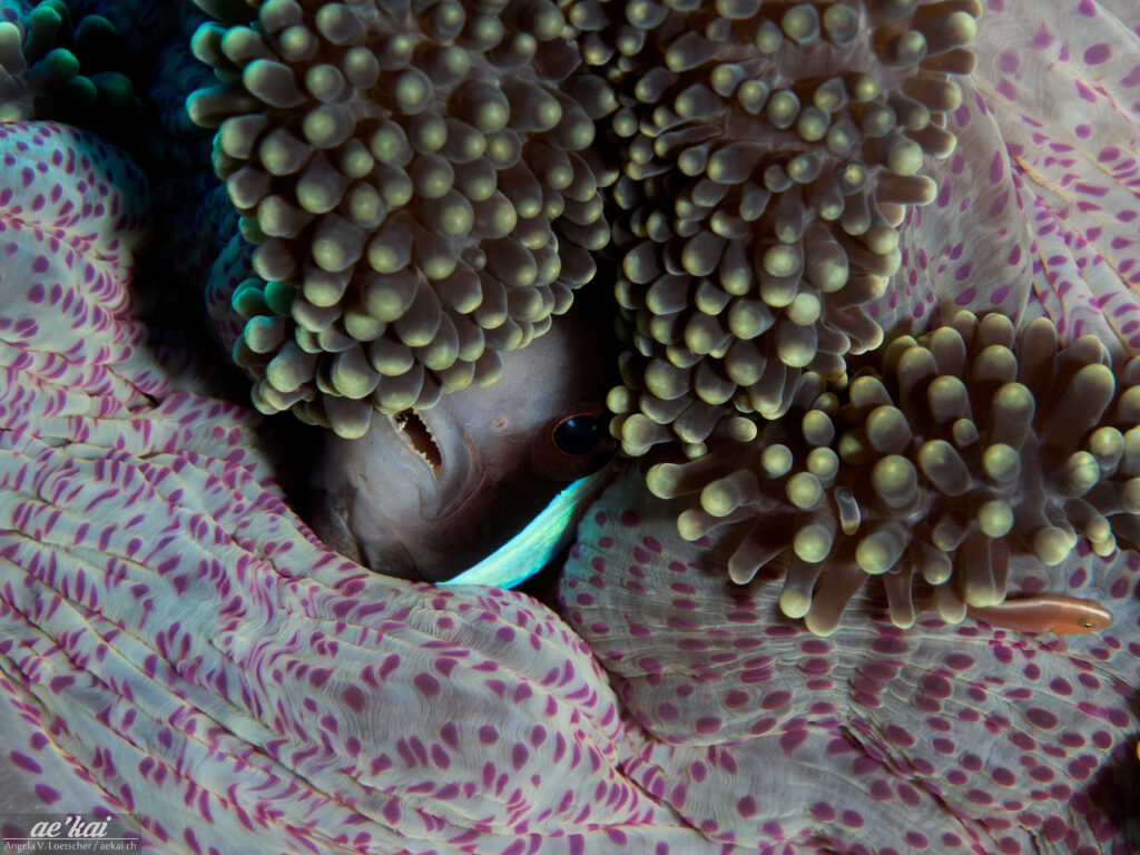 Saddleback Anemonefish (Amphiprion polymnus) on a spotted anemone