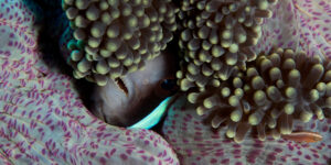 Saddleback Anemonefish (Amphiprion polymnus) on a spotted anemone