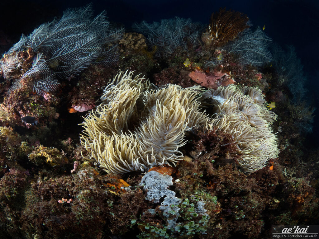 Anemones and hydrozoa in Sangihe, Indonesia
