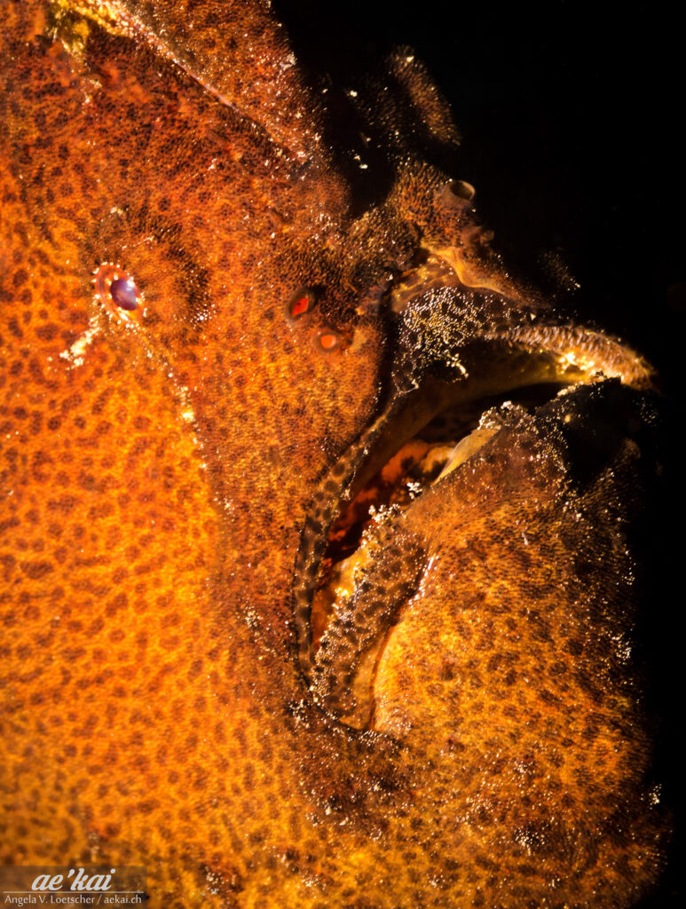 A close-up of a Giant Frogfish aka Commerson's Frogfish (Antennarius commersoni)