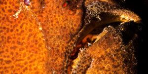 A close-up of a Giant Frogfish aka Commerson's Frogfish (Antennarius commersoni)