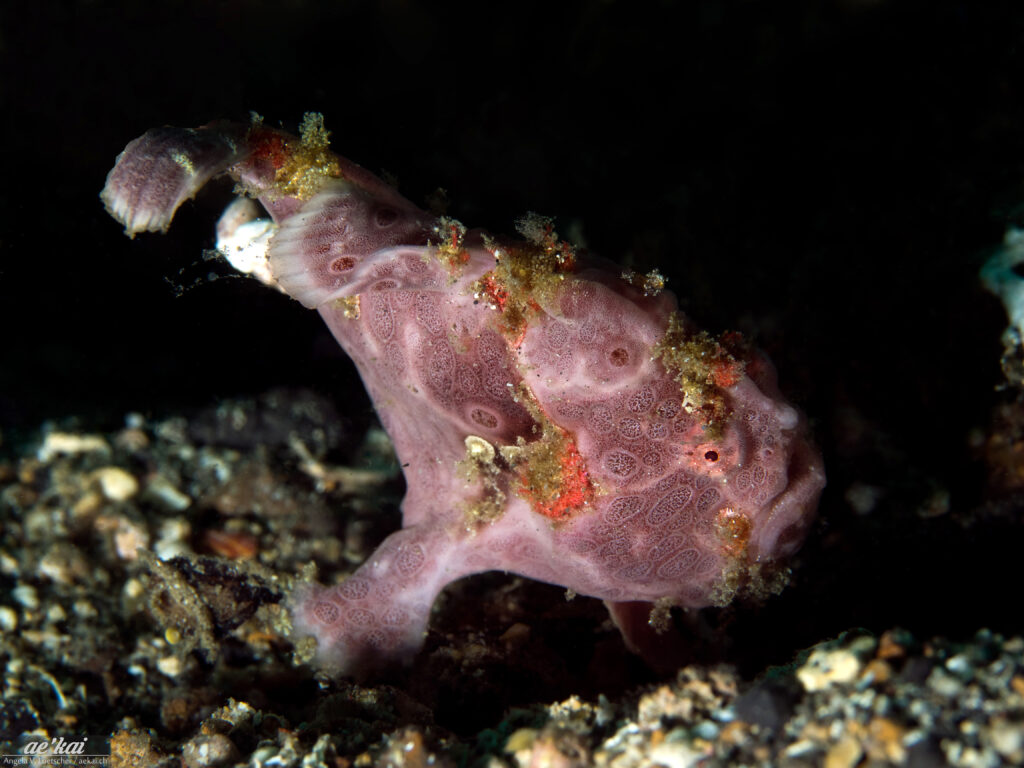 A purple Antennarius pictus sitting on black sand