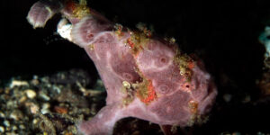 A purple Antennarius pictus sitting on black sand