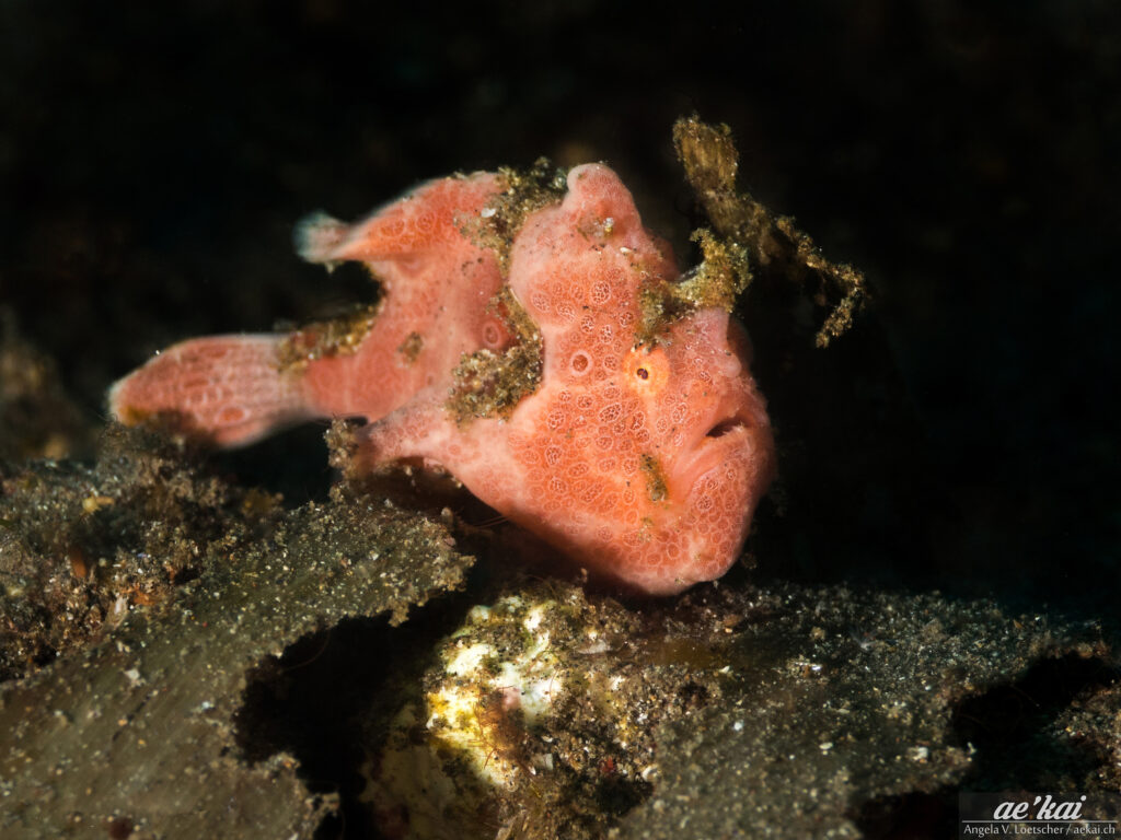 An orange Antennarius pictus sitting on black sand