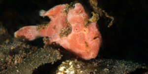 An orange Antennarius pictus sitting on black sand