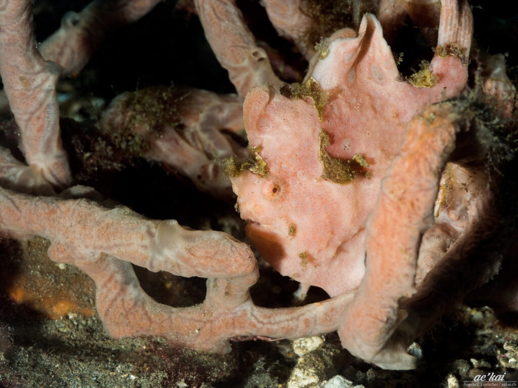 A rose-colored Antennarius pictus sitting in rose sponges