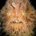 tan-colored Antennarius striatus close-up of face