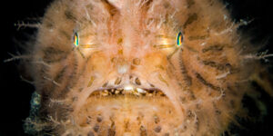 tan-colored Antennarius striatus close-up of face