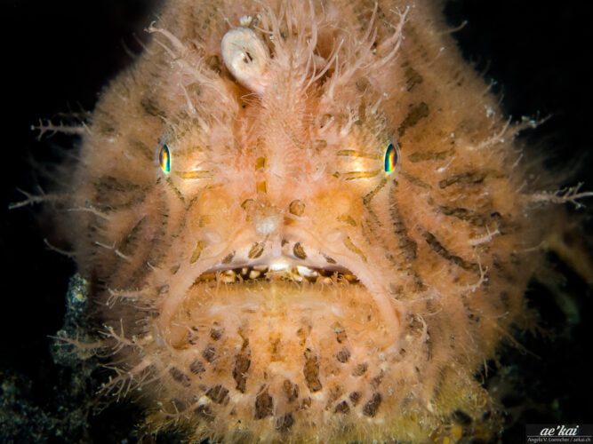 tan-colored Antennarius striatus close-up of face