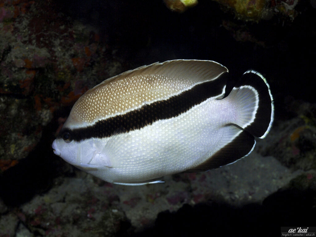 A Apolemichthys arcuatus which is endemic to Hawaii