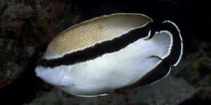 A Apolemichthys arcuatus which is endemic to Hawaii