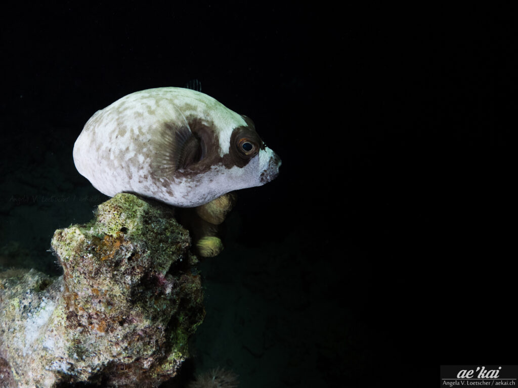 Arothron diadematus sitting on a coral head at night
