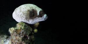 Arothron diadematus sitting on a coral head at night