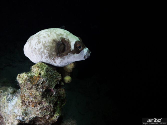 Arothron diadematus sitting on a coral head at night