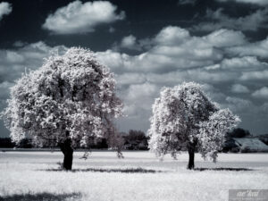 Infrared Trees in Moenchaltdorf, Switzerland