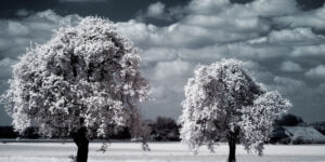 Infrared Trees in Moenchaltdorf, Switzerland
