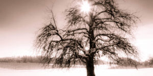 B&W-processed tree in Canton of Thurgau, Switzerland