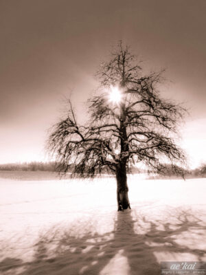 B&W-processed tree in Canton of Thurgau, Switzerland